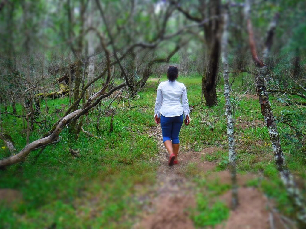 Forest walks