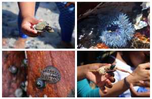 Rock pool exploring