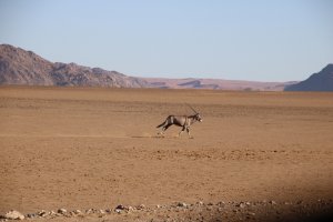 Sesriem Park Running Oryx