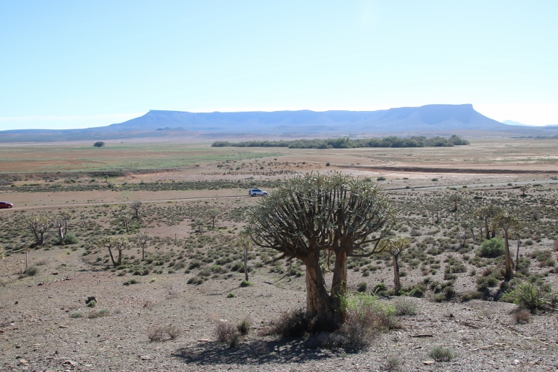 View from the Quiver tree forest